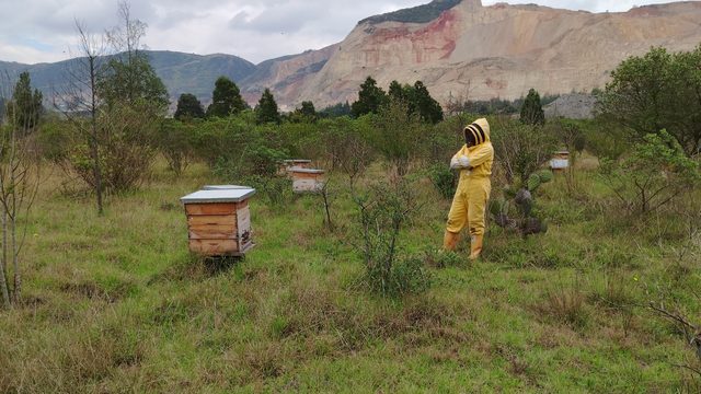 Colmenas de La Abejería repartidas en el campo, con una apicultora al fondo y los cerros de la sabana detrás