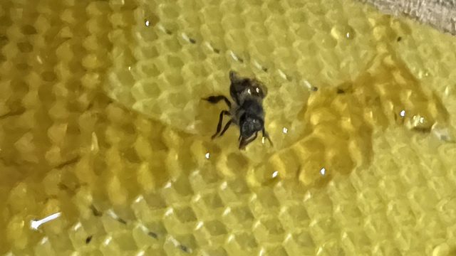 Abeja trabajando sobre una lámina de cera nueva con el dibujo de las celdas marcado