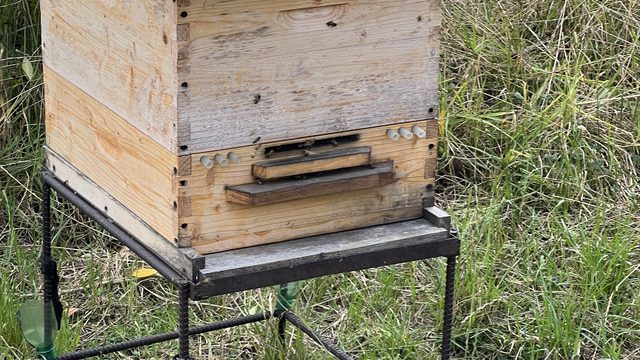 Colmena de madera sobre una base metálica, con la piquera y su tabla de aterrizaje al frente