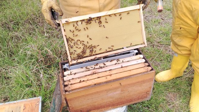 Apicultor levantando un cuadro con abejas de una colmena abierta