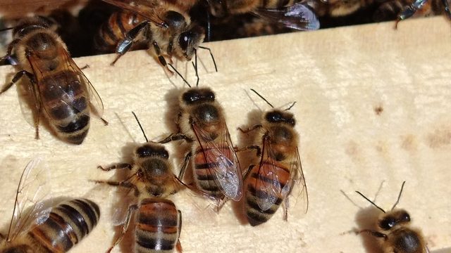 Primer plano de abejas obreras caminando sobre la madera de un cuadro