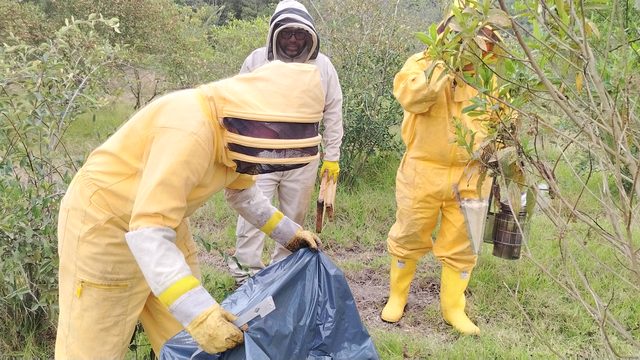 Apicultores de La Abejería, con traje y ahumador, recogiendo un enjambre en el campo