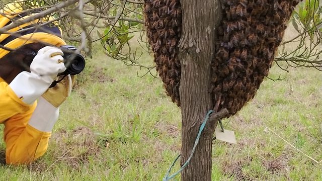 Enjambre de abejas colgado del tronco de un árbol mientras un apicultor lo fotografía