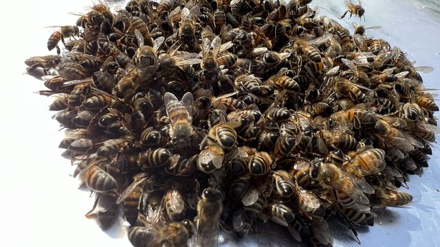 Enjambre de abejas agrupado sobre una lámina blanca después de recogerlo