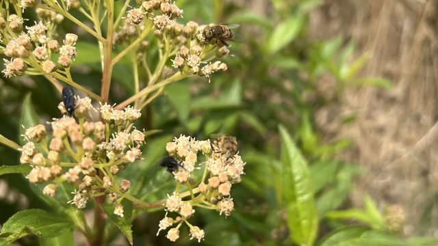 Abeja sobre un ramo de flores pequeñas y claras junto al apiario