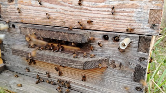 Piquera de una colmena de La Abejería con decenas de abejas entrando y saliendo
