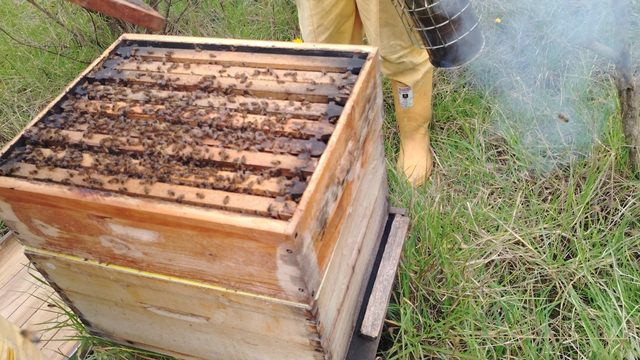 Colmena abierta vista desde arriba, con los cuadros cubiertos de abejas y humo alrededor